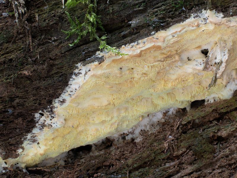 Fibroporia bohemica Fibroporia bohemica